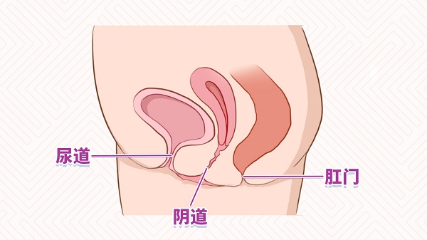 女性尿道部位 外面图片